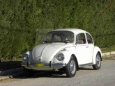 Beetle 1303